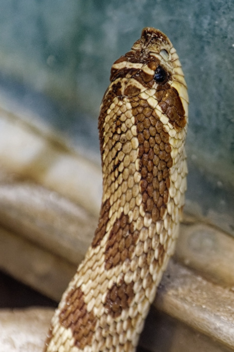 Westliche Hakemnnasennatter