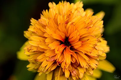 Farben in meinem Garten: Orange