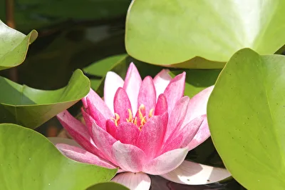 Seerose