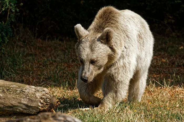 Syrischer Braunbär