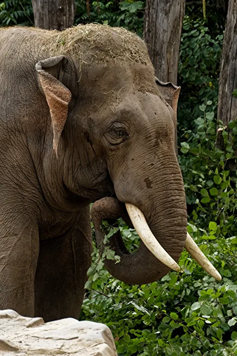 Elefant