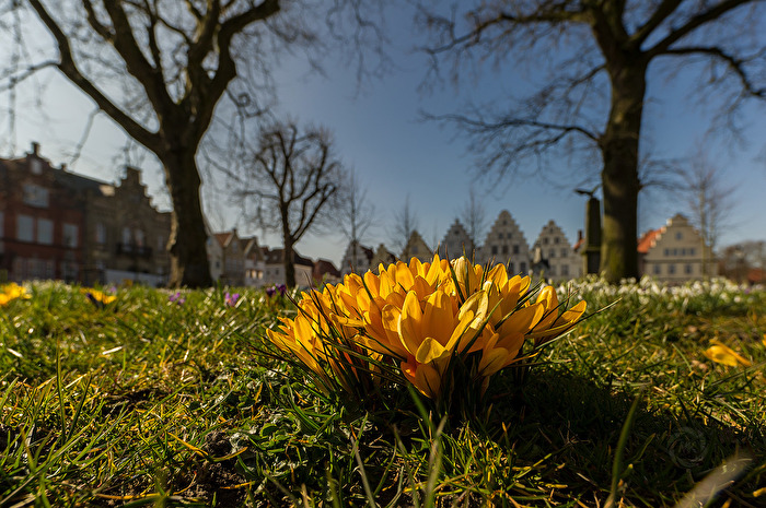 Frühlingsbote in Friedrichstadt (Nordfriesland)