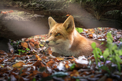 Rotfuchs im Herbstlaub