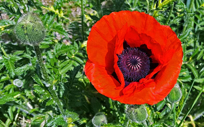 Mohnblüten