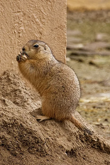 Prairie Dog