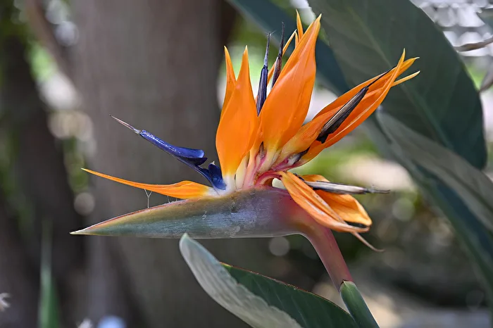 Bird of Paradise Flower