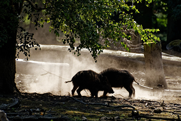 Wildschweine