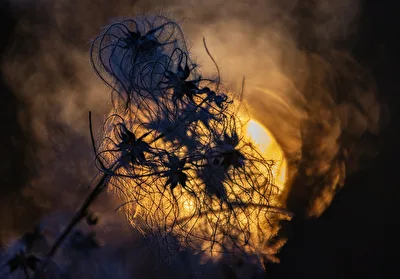 Waldrebe im Abendlicht