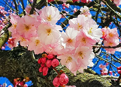Frühling