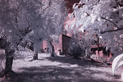 Toskana - Olivenhain