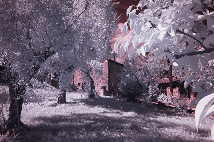 Toskana - Olivenhain