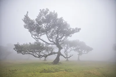 Der „Feenwald“ auf Madeira