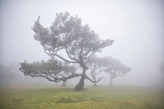 La « Forêt des fées » à Madeira