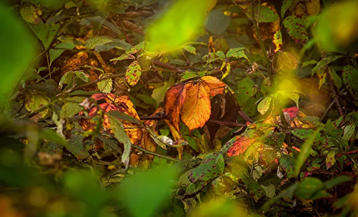 Herbstlich