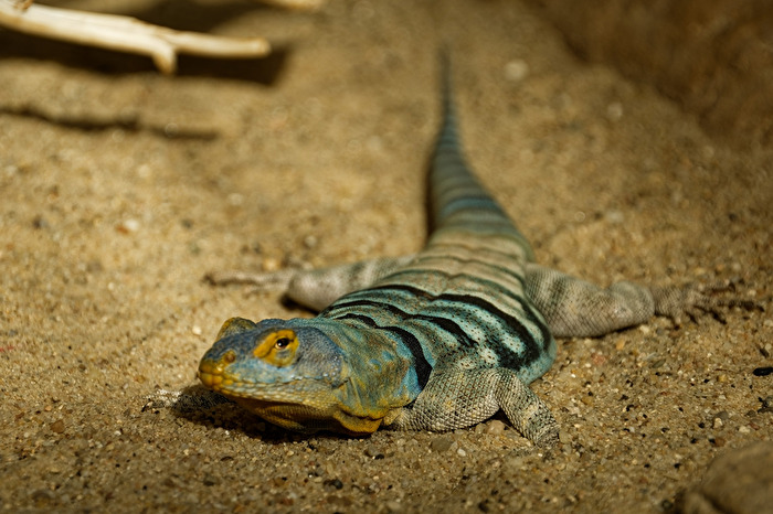 Blauer Felsenleguan