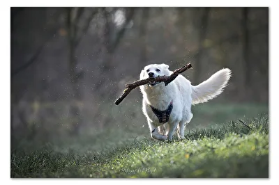 Spaziergang mit Lucie