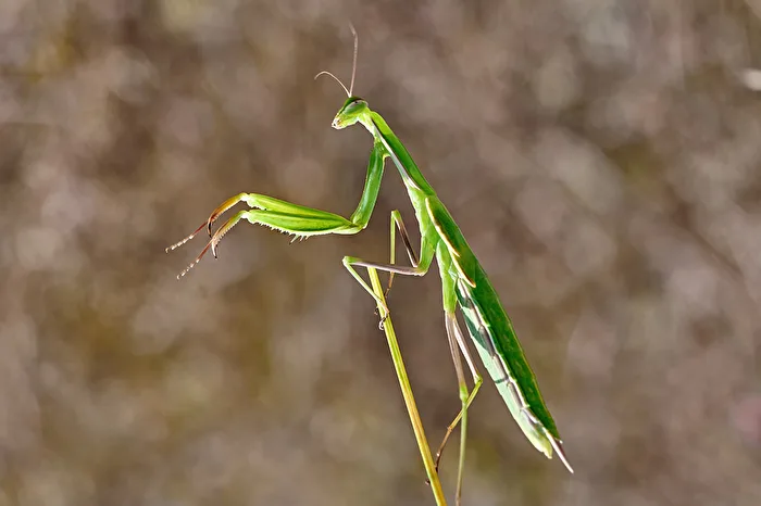 Gottesanbeterin (Mantis religiosa)