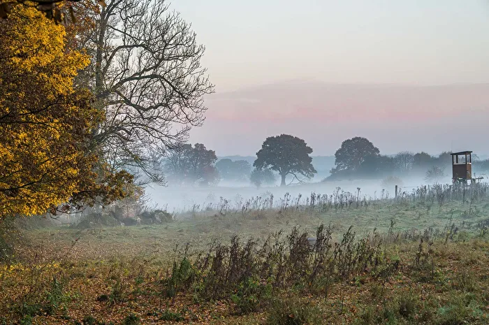 Morgennebel im Moor