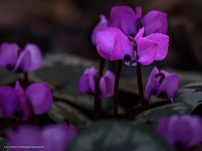 Alpine Cyclamen