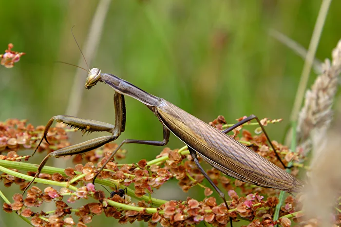Praying Mantis