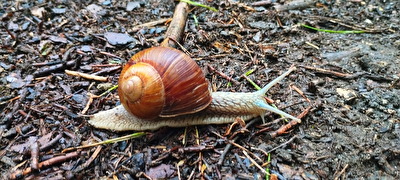 Schnecke mit Haus