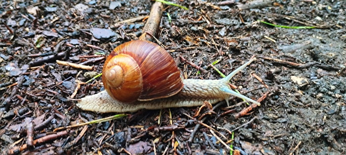 Schnecke mit Haus