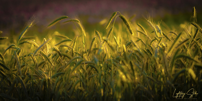 Im goldenen Atem des Abends