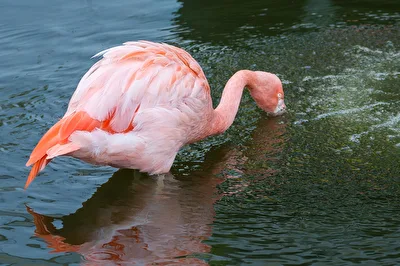 Rosaflamingo.
