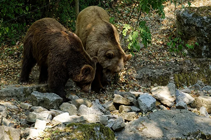 Oso pardo