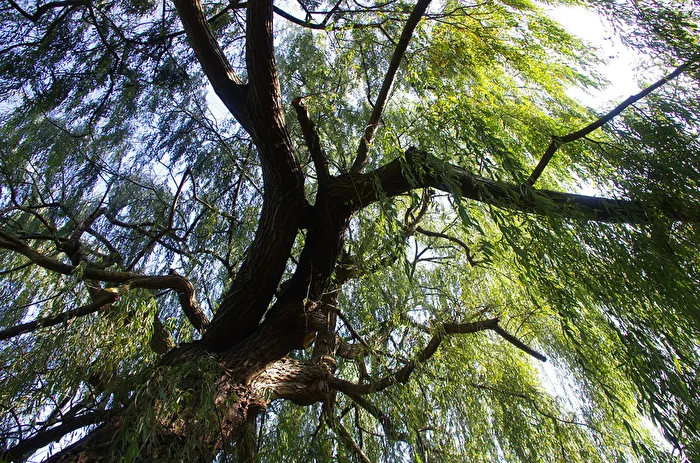 Ein Baum