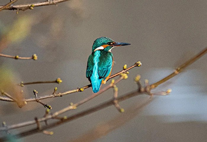 Eisvogel