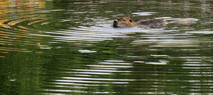 Ein Nutria kommt auf uns zu