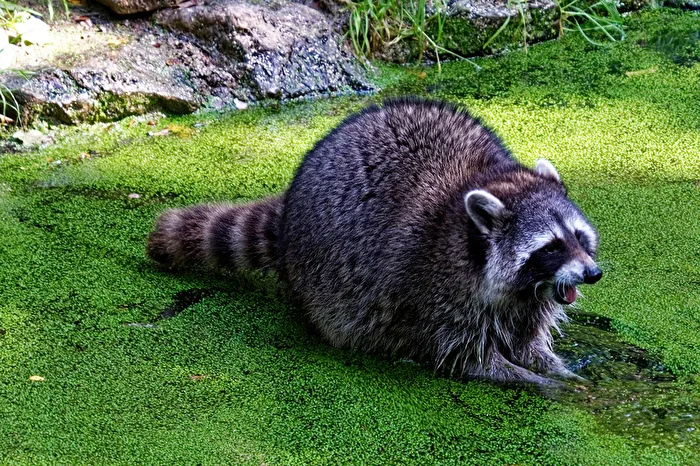 Raccoon