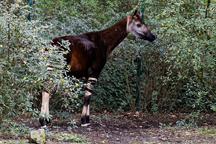 Okapi