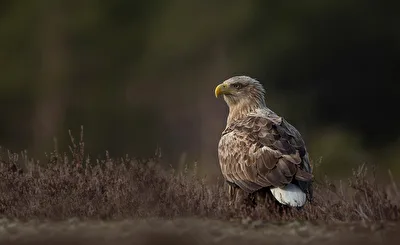 Seeadler