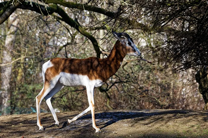 Mhorrgazelle