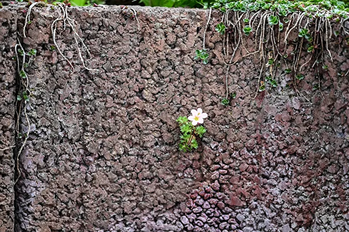 Mauerblümchen