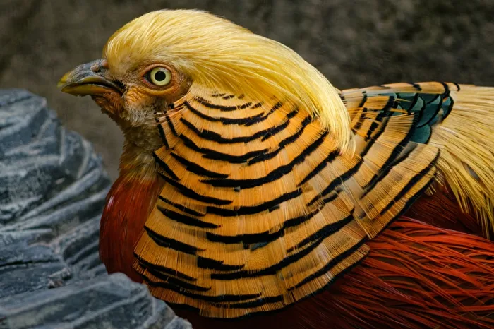 Golden Pheasant