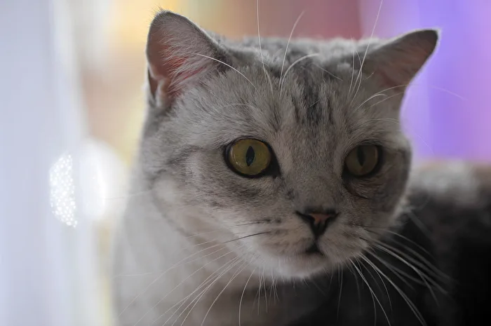 Cat in backlight