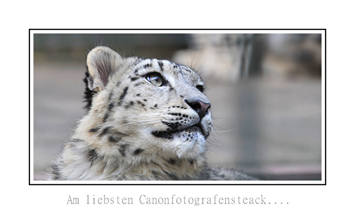 schneeleopard