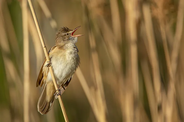Sedge Warbler