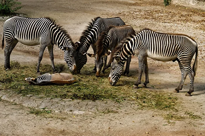 Grevy-Zebra&039;s
