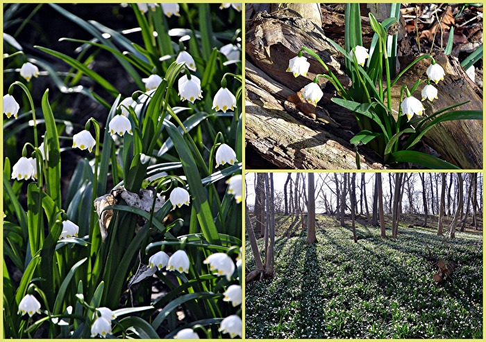 wohin das Auge reicht.....Märzenbecher