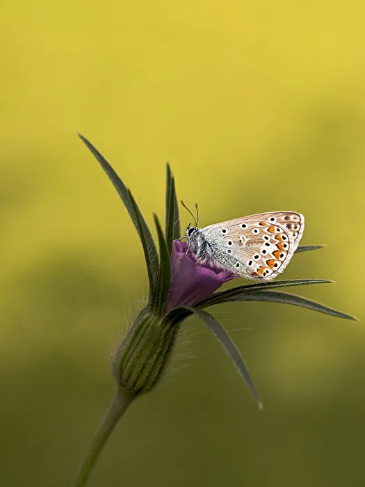 Common Blue