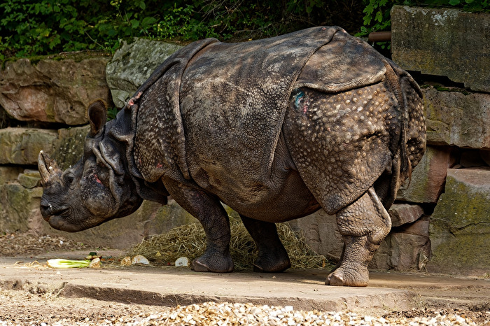 Nashorn