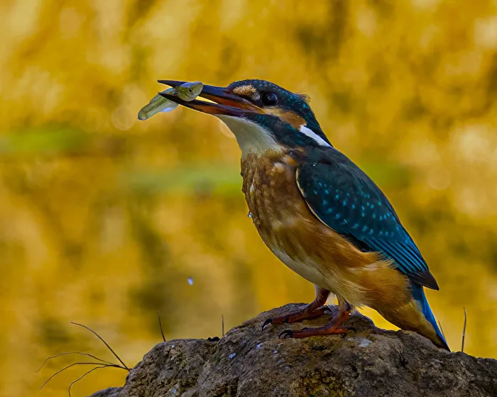 Surprise, the kingfisher appeared.