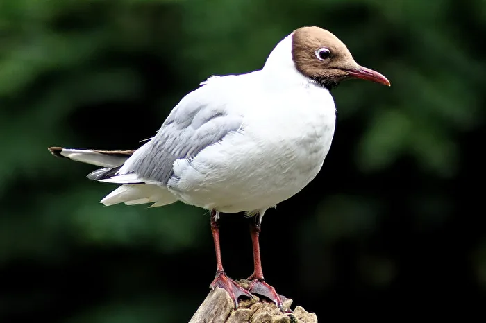 Seagull