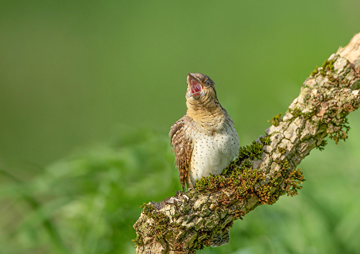 Dynamischen und einzigartigen Wendehals Gesichtsaufnahmen