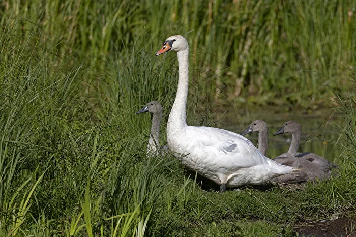 In Familie