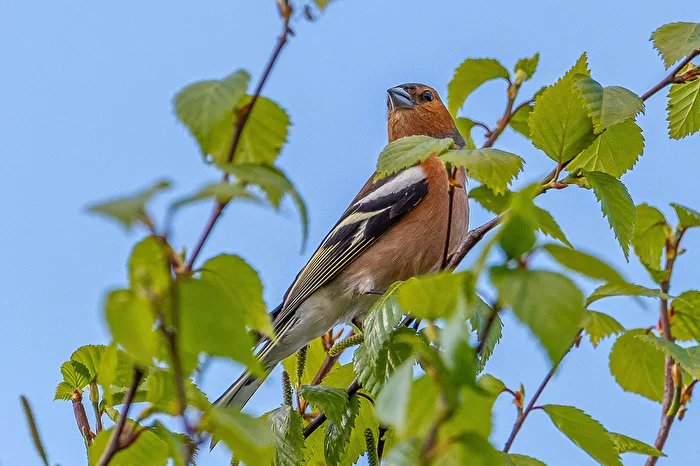 Buchfink (Männchen)
